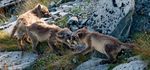 THE ARCTIC FOX - A THREATENED SPECIES IN THE SCANDINAVIAN MOUNTAINS - THE ARCTIC FOX'S BIOLOGY, POPULATION STATUS AND MEASURES T O PROTECT T HE ...