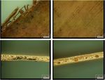 Investigation of Microorganisms Deteriorating Ancient Ola Leaf Manuscripts - De Gruyter