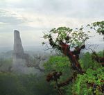 The dream for us is that the trees and the mahogany never run out and we are fighting for that. We have to think about the next generation, not ...