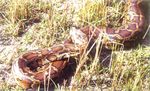 Land,Soil, Water, Natural Vegetation and Wildlife Resources - ncert
