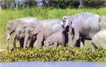 Land,Soil, Water, Natural Vegetation and Wildlife Resources - ncert
