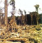 Land,Soil, Water, Natural Vegetation and Wildlife Resources - ncert