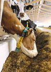 Product catalogue - Barn technology for dairy farms - Practical system solutions for stalls, manure engineering and feeding - GEA