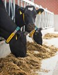 Product catalogue - Barn technology for dairy farms - Practical system solutions for stalls, manure engineering and feeding - GEA