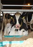 Product catalogue - Barn technology for dairy farms - Practical system solutions for stalls, manure engineering and feeding - GEA