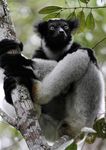 Madagascar Endemic Birds and Lemurs Tour Leaflet 2020 - BIRDING AFRICA