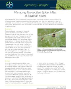 Managing Twospotted Spider Mites in Soybean Fields - Corn States