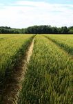 LEAF in 2016 Delivering more sustainable food and farming - Amazon S3