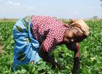 LEAF in 2016 Delivering more sustainable food and farming - Amazon S3