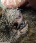 Tyler, S., Swales, N., Foster, A., Knowles, T., & Barnard, N. (2019). Otoscopy and aural cytological findings in a population of rescue cats and ...