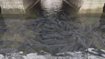 Fyifyi February 2021 - Upper Thames River ...