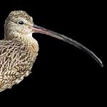 BIRDLIFE AUSTRALIA STRATEGY & OPERATING PLAN 2017-2022