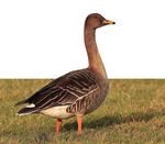 Goosenews - What's hiding behind the hill? GPS tracking of Pink-footed Geese Latest results of GSMP surveys - Monitoring - WWT
