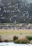 Goosenews - What's hiding behind the hill? GPS tracking of Pink-footed Geese Latest results of GSMP surveys - Monitoring - WWT