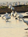 Goosenews - What's hiding behind the hill? GPS tracking of Pink-footed Geese Latest results of GSMP surveys - Monitoring - WWT
