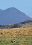 Goosenews - What's hiding behind the hill? GPS tracking of Pink-footed Geese Latest results of GSMP surveys - Monitoring - WWT