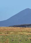 Goosenews - What's hiding behind the hill? GPS tracking of Pink-footed Geese Latest results of GSMP surveys - Monitoring - WWT