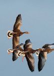 Goosenews - What's hiding behind the hill? GPS tracking of Pink-footed Geese Latest results of GSMP surveys - Monitoring - WWT