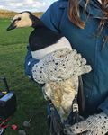 Goosenews - What's hiding behind the hill? GPS tracking of Pink-footed Geese Latest results of GSMP surveys - Monitoring - WWT
