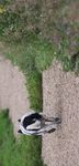A 10 Year Implementation Plan to Guide the Planning, Design and Management of Off-Leash Areas in Edmonton - City of ...