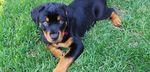 A 10 Year Implementation Plan to Guide the Planning, Design and Management of Off-Leash Areas in Edmonton - City of ...