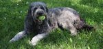 A 10 Year Implementation Plan to Guide the Planning, Design and Management of Off-Leash Areas in Edmonton - City of ...