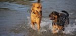 A 10 Year Implementation Plan to Guide the Planning, Design and Management of Off-Leash Areas in Edmonton - City of ...