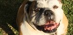 A 10 Year Implementation Plan to Guide the Planning, Design and Management of Off-Leash Areas in Edmonton - City of ...
