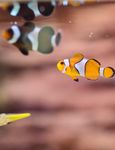 Pisciculture Schedule - 2021 Competitions - Ekka