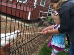Domestic Animal Welfare at the Zoo: The Impact of an Animal Visitor Interaction Program on Chickens