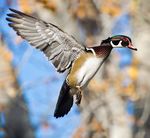 Idaho Migratory Game Bird - 2021-2022 Seasons & Rules - idfg.idaho.gov
