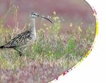 Idaho Migratory Game Bird - 2021-2022 Seasons & Rules - idfg.idaho.gov