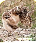 Idaho Migratory Game Bird - 2021-2022 Seasons & Rules - idfg.idaho.gov