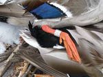 Idaho Migratory Game Bird - 2021-2022 Seasons & Rules - idfg.idaho.gov