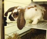 Refining rabbit care A resource for those working with rabbits in research