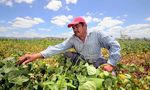 TORTILLAS ON THE ROASTER SUMMARY REPORT - CENTRAL AMERICAN MAIZE-BEAN SYSTEMS AND THE CHANGING CLIMATE - Catholic Relief Services