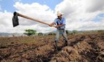 TORTILLAS ON THE ROASTER SUMMARY REPORT - CENTRAL AMERICAN MAIZE-BEAN SYSTEMS AND THE CHANGING CLIMATE - Catholic Relief Services