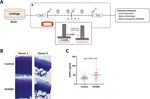 Elucidating mechano-pathology of osteoarthritis: transcriptome-wide differences in mechanically stressed aged human cartilage explants - Arthritis ...