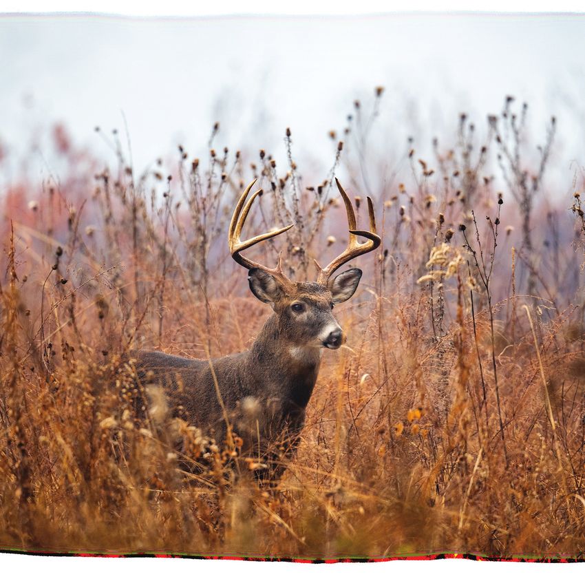 WILDLIFE MANAGEMENT AREAS - Alabama Department of Conservation and 