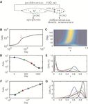 A general mathematical framework for understanding the behavior of heterogeneous stem cell regeneration - arXiv