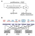 A general mathematical framework for understanding the behavior of heterogeneous stem cell regeneration - arXiv