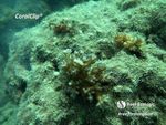 Whitsundays Reef Resilience Project Update
