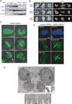 HMOF Histone Acetyltransferase Is Required for Histone H4 Lysine 16 Acetylation in Mammalian Cells