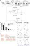 HMOF Histone Acetyltransferase Is Required for Histone H4 Lysine 16 Acetylation in Mammalian Cells