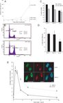 HMOF Histone Acetyltransferase Is Required for Histone H4 Lysine 16 Acetylation in Mammalian Cells
