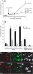 HMOF Histone Acetyltransferase Is Required for Histone H4 Lysine 16 Acetylation in Mammalian Cells
