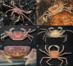 A new species of the genus Arachnothelphusa Ng, 1991 (Crustacea: Decapoda: Gecarcinucidae) from a limestone cave in Sarawak (Malaysian Borneo) ...