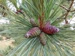 MSU Extension Conservation Connections - Oakland County ...