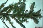 MSU Extension Conservation Connections - Oakland County ...