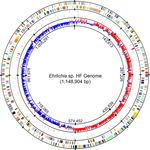 Comparative Analysis of Genome of Ehrlichia sp. HF, a Model Bacterium to Study Fatal Human Ehrlichiosis